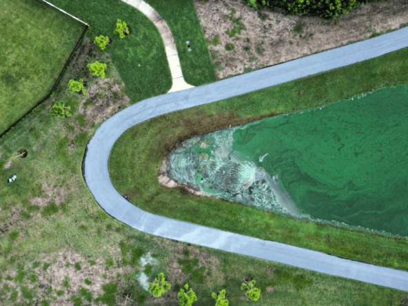 Algae Blooms in Florida